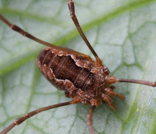 Réf. 287 237 : Phalangium opilio